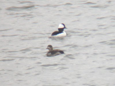 Long-tailed Duck