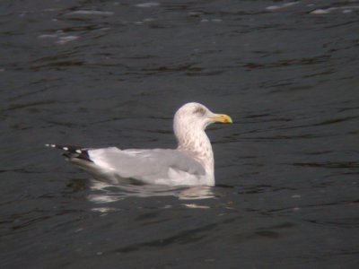 Herring Gull