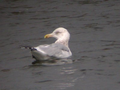Herring Gull