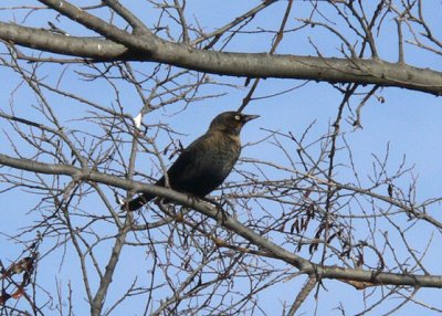 Rusty Blackbird