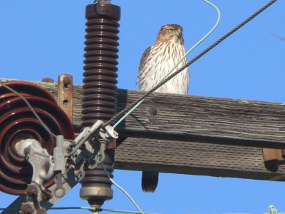 Cooper's Hawk