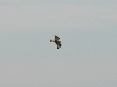 Rough-legged Hawk