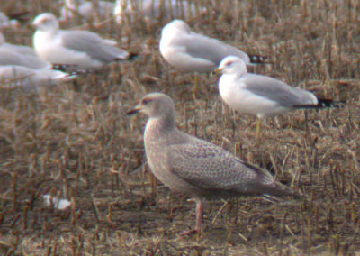 Tunica Winter Birding on 12/1/07