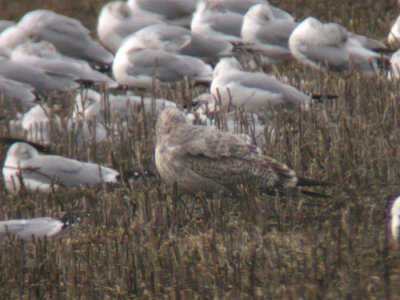 Thayer's Gull