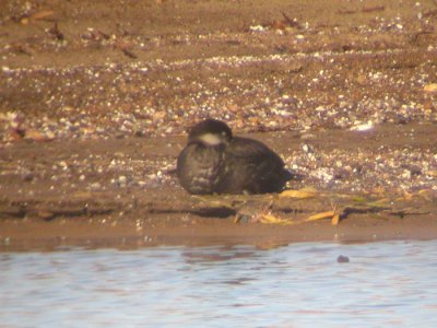 Black Scoter