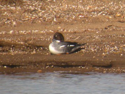 Common Goldeneye