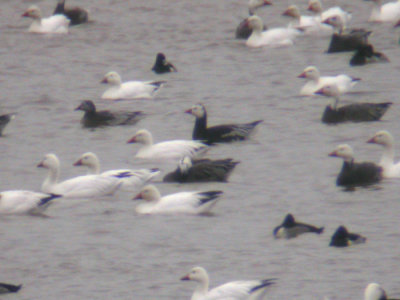 dark-morph Ross's Goose