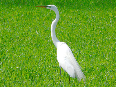 Great Egret