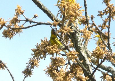 Cape May Warbler