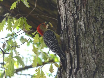 Red-bellied Woodpecker