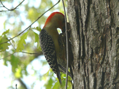 Red-bellied Woodpecker