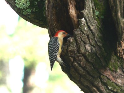 Red-bellied Woodpecker