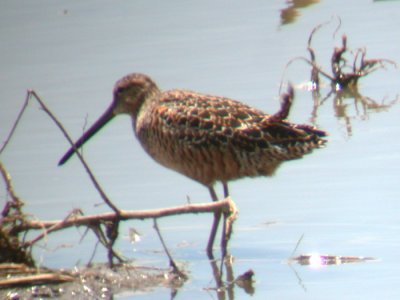 Long-billed Dowitcher