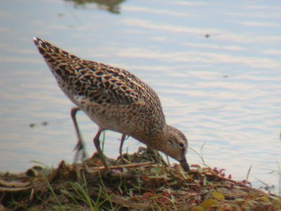 Short-billed Dowitcher