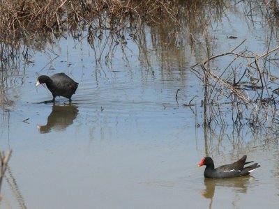 Common Moorhen