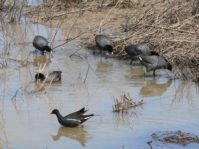 Common Moorhen