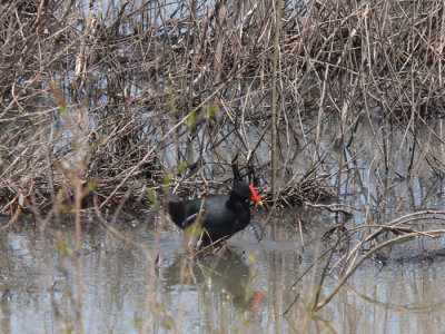 Common Moorhen