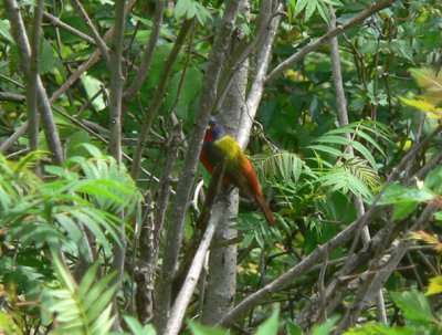 Painted Bunting