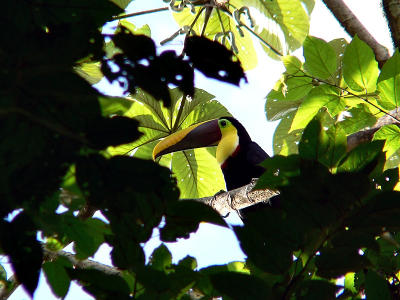 Toucan