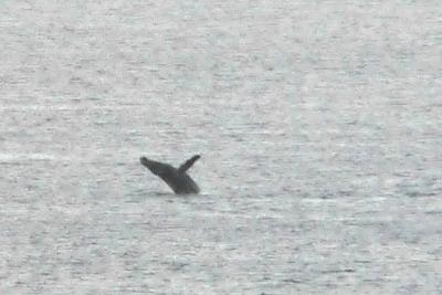 WHALE OFF SHORE GALLERY