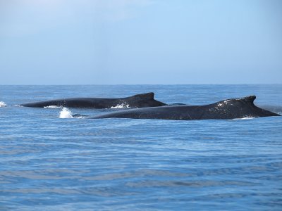 PC276374_lr.jpg