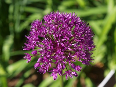 P5130038_lr.jpg
