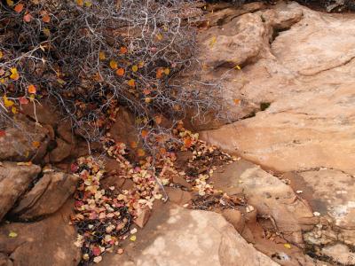 Along Delicate Arch Trail 2