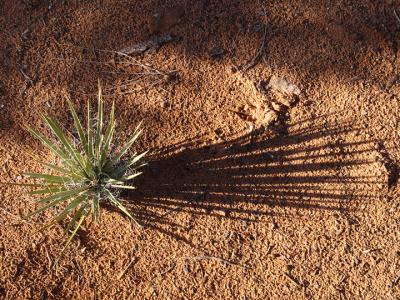 Yucca