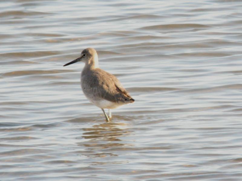 Willet0259.jpg