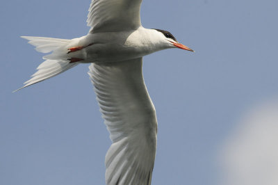 CommonTern2815b.jpg