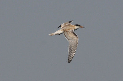 JuvCommonTern2829b.jpg