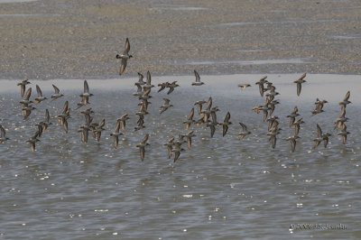 SemipalmatedSandpiper4131b.jpg