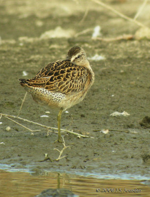 SBDowitcher8685b.jpg