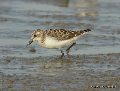 SemipalmatedSandpiper8717b.jpg