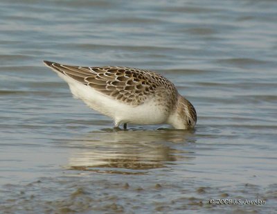 SemipalmatedSandpiper8726b.jpg