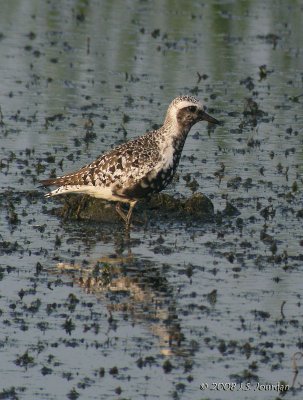 BlackbelliedPlover9176b.jpg