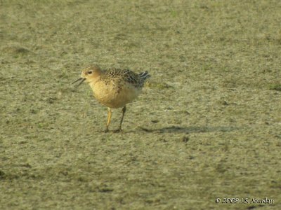 BuffbreastedSandpiper9296b.jpg