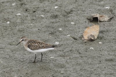 SemipalmatedSandpiper5735b.jpg