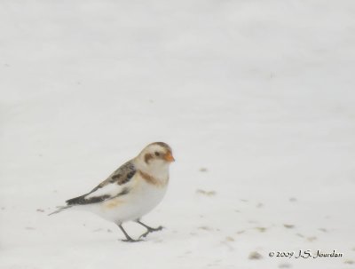 051SnowBunting1976b.jpg