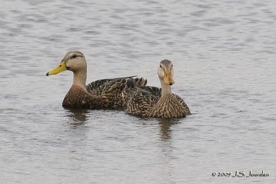 MottledDuck3280b.jpg