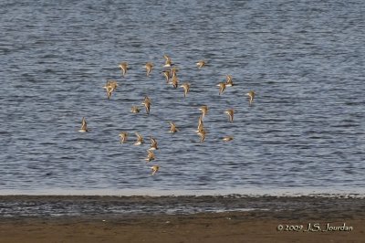 16Dunlin5646b.jpg