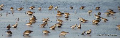 Dunlin4252b.jpg
