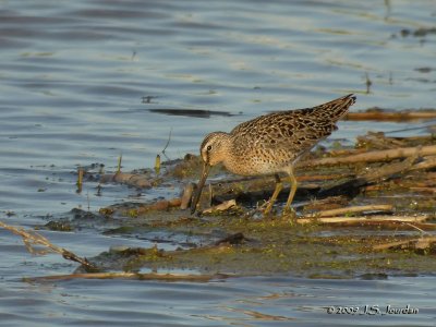 ShortbilledDowitcher4338b.jpg