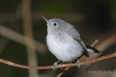 BluegrayGnatcatcher9069b.jpg