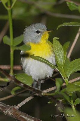 Northern Parula