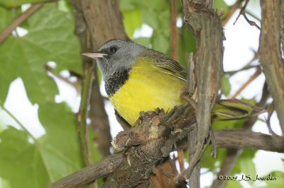 MourningWarbler9471b.jpg