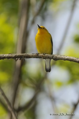 ProthonotaryWarbler9624b.jpg