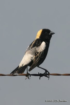 Bobolink9882b.jpg