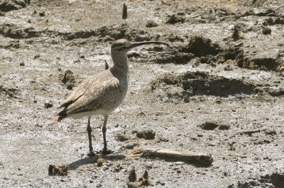 Whimbrel2175.jpg