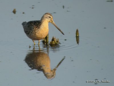 ShortbilledDowitcher5100b.jpg